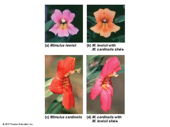 © 2017 Pearson Education, Inc. (a) Mimulus lewisii (b) M. lewisii with M. cardinalis