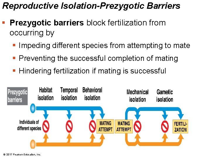 Reproductive Isolation-Prezygotic Barriers § Prezygotic barriers block fertilization from occurring by § Impeding different