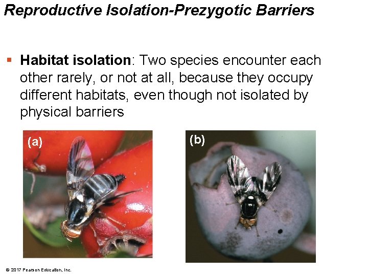 Reproductive Isolation-Prezygotic Barriers § Habitat isolation: Two species encounter each other rarely, or not