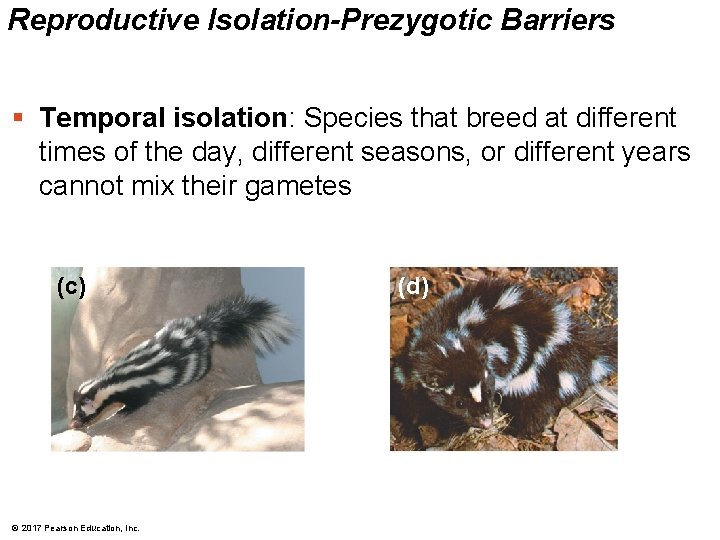 Reproductive Isolation-Prezygotic Barriers § Temporal isolation: Species that breed at different times of the
