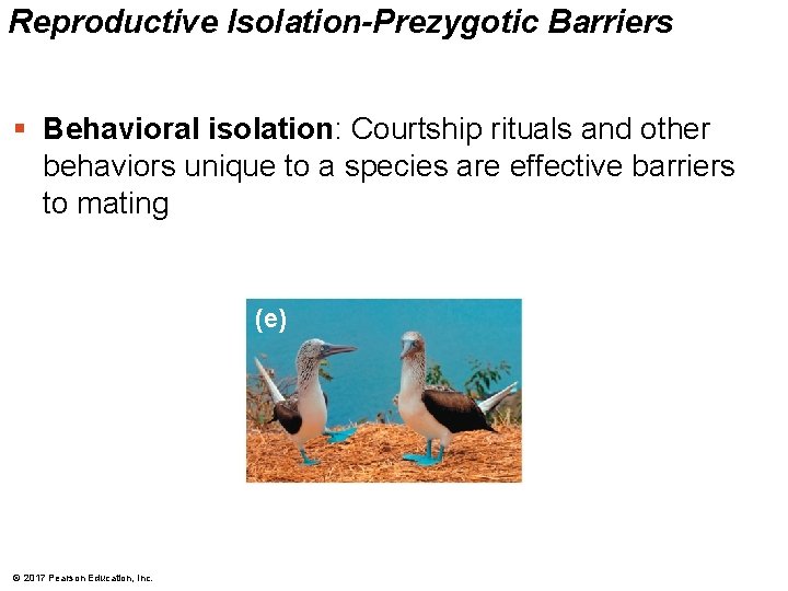 Reproductive Isolation-Prezygotic Barriers § Behavioral isolation: Courtship rituals and other behaviors unique to a