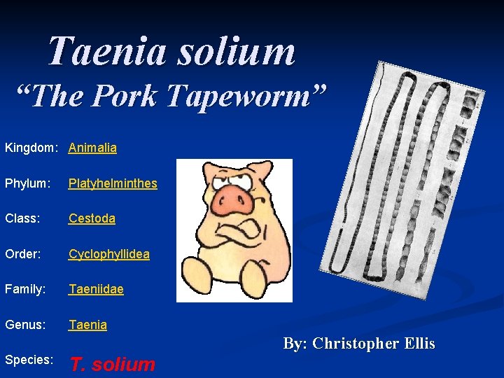 Taenia solium “The Pork Tapeworm” Kingdom: Animalia Phylum: Platyhelminthes Class: Cestoda Order: Cyclophyllidea Family: