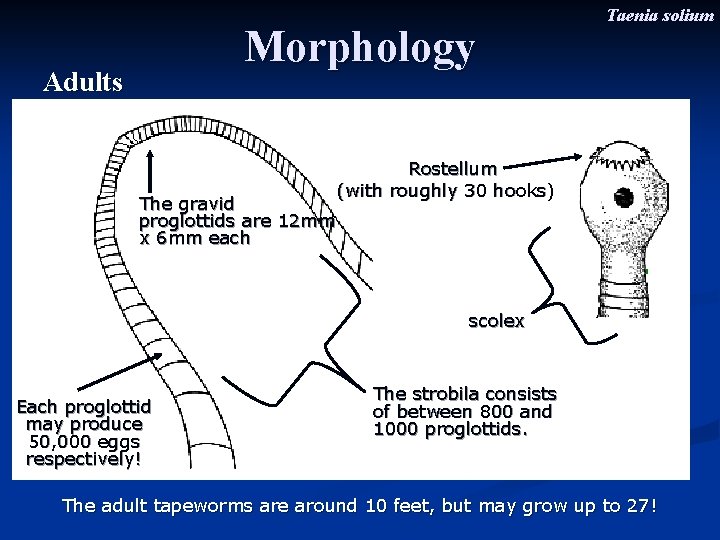 Morphology Adults The gravid proglottids are 12 mm x 6 mm each Taenia solium