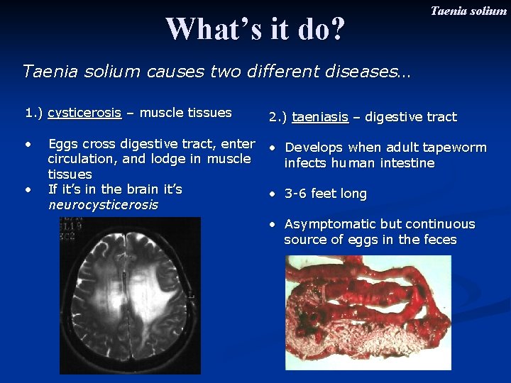 What’s it do? Taenia solium causes two different diseases… 1. ) cysticerosis – muscle