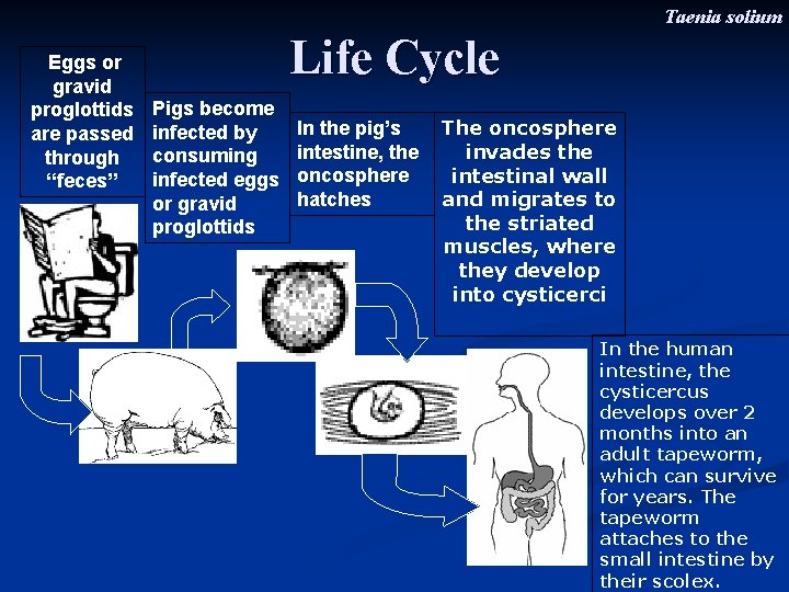 Taenia solium Eggs or gravid proglottids are passed through “feces” Life Cycle Pigs become