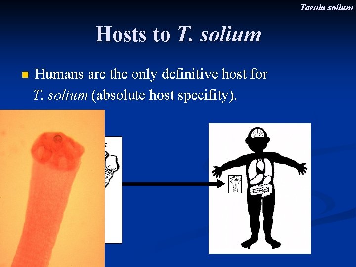 Taenia solium Hosts to T. solium n Humans are the only definitive host for