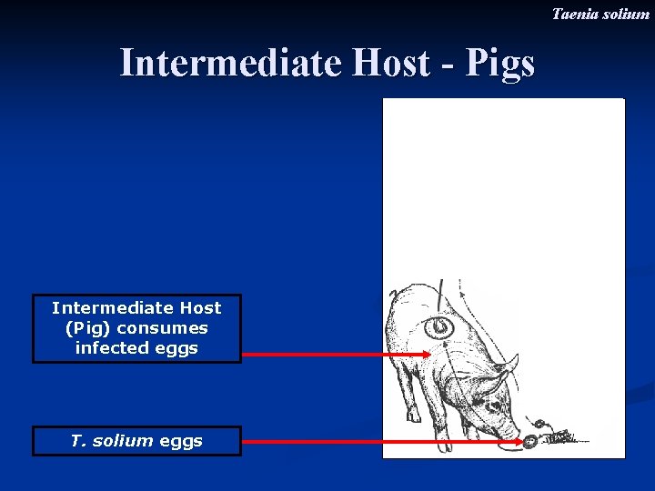 Taenia solium Intermediate Host - Pigs Intermediate Host (Pig) consumes infected eggs T. solium