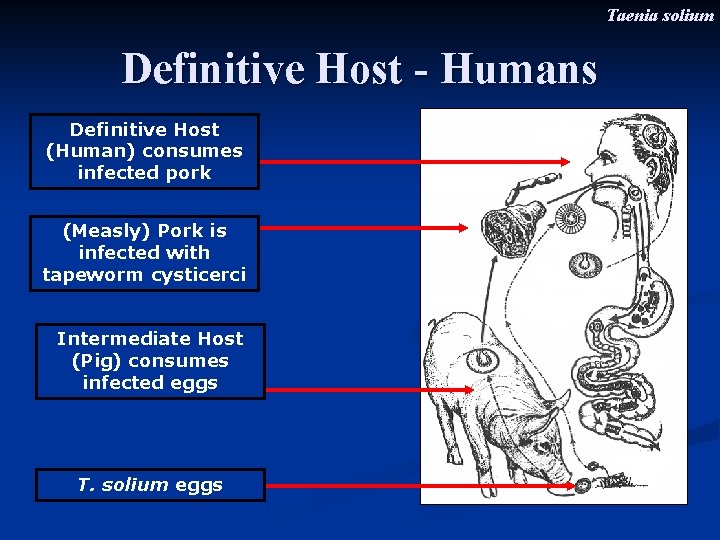 Taenia solium Definitive Host - Humans Definitive Host (Human) consumes infected pork (Measly) Pork