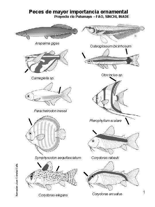 Peces de mayor importancia ornamental Proyecto río Putumayo – FAO, SINCHI, INADE Arapaima gigas