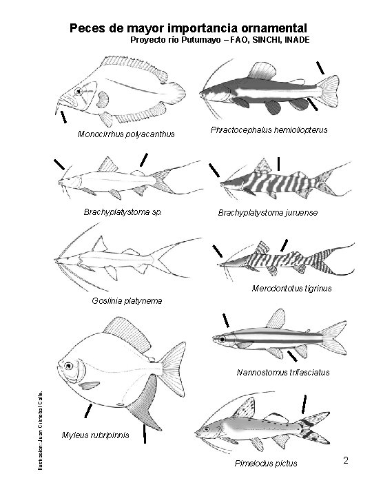 Peces de mayor importancia ornamental Proyecto río Putumayo – FAO, SINCHI, INADE Monocirrhus polyacanthus