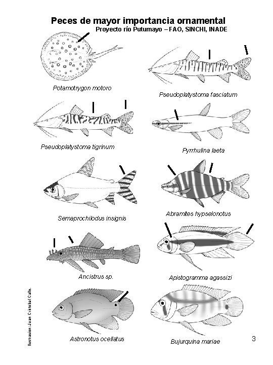 Peces de mayor importancia ornamental Proyecto río Putumayo – FAO, SINCHI, INADE Potamotrygon motoro