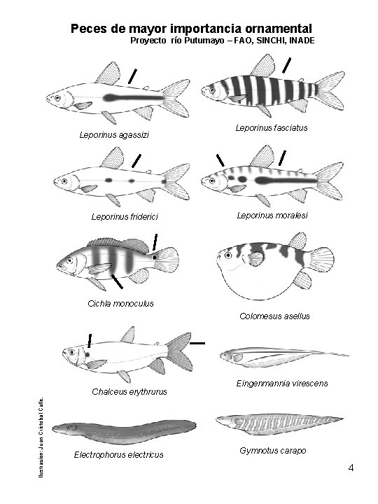 Peces de mayor importancia ornamental Proyecto río Putumayo – FAO, SINCHI, INADE Leporinus agassizi