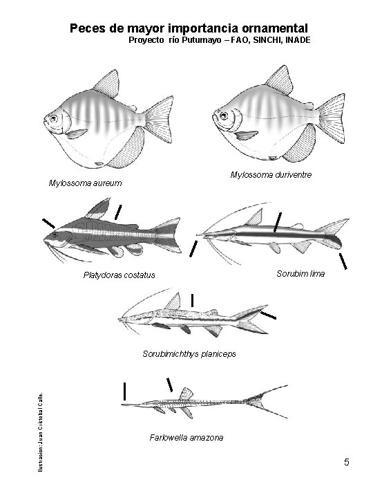 Peces de mayor importancia ornamental Proyecto río Putumayo – FAO, SINCHI, INADE Mylossoma duriventre