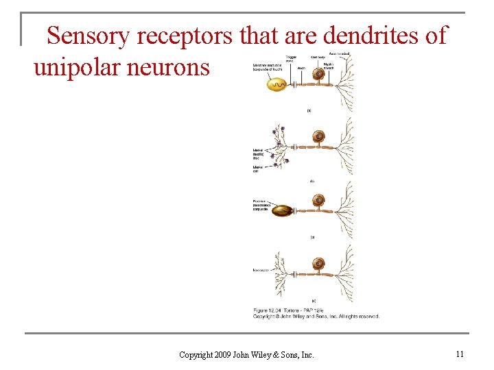 Sensory receptors that are dendrites of unipolar neurons Copyright 2009 John Wiley & Sons,