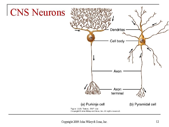 CNS Neurons Copyright 2009 John Wiley & Sons, Inc. 12 