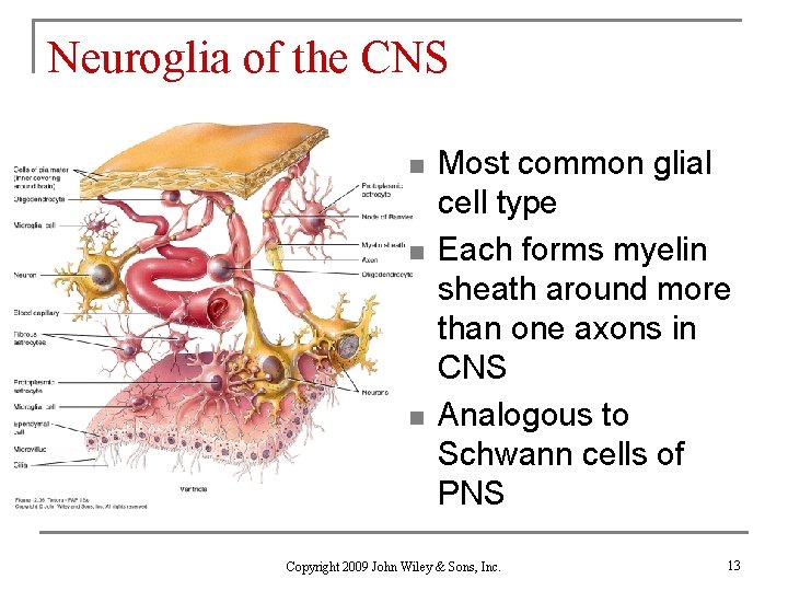 Neuroglia of the CNS n n n Most common glial cell type Each forms