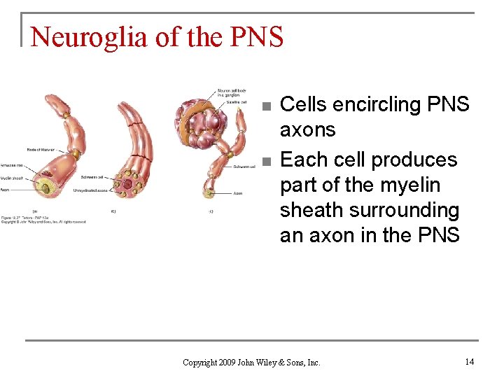 Neuroglia of the PNS n n Cells encircling PNS axons Each cell produces part