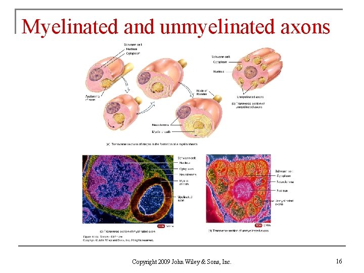 Myelinated and unmyelinated axons Copyright 2009 John Wiley & Sons, Inc. 16 