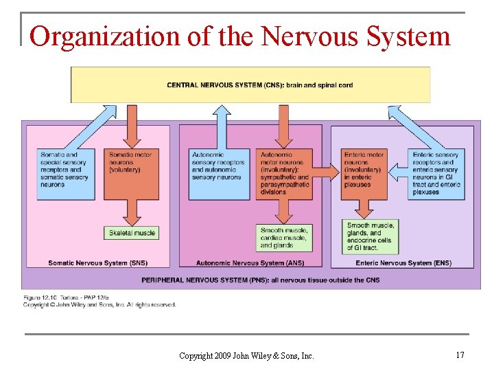 Organization of the Nervous System Copyright 2009 John Wiley & Sons, Inc. 17 