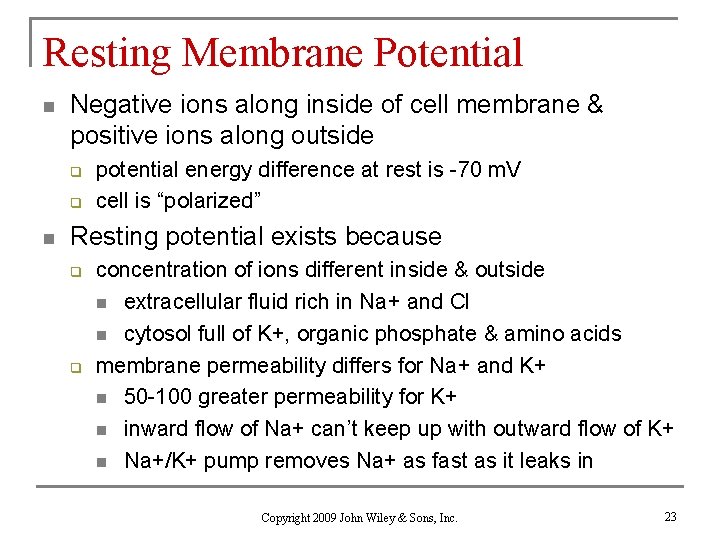 Resting Membrane Potential n Negative ions along inside of cell membrane & positive ions