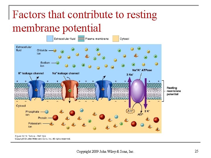 Factors that contribute to resting membrane potential Copyright 2009 John Wiley & Sons, Inc.