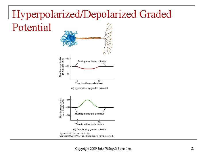 Hyperpolarized/Depolarized Graded Potential Copyright 2009 John Wiley & Sons, Inc. 27 