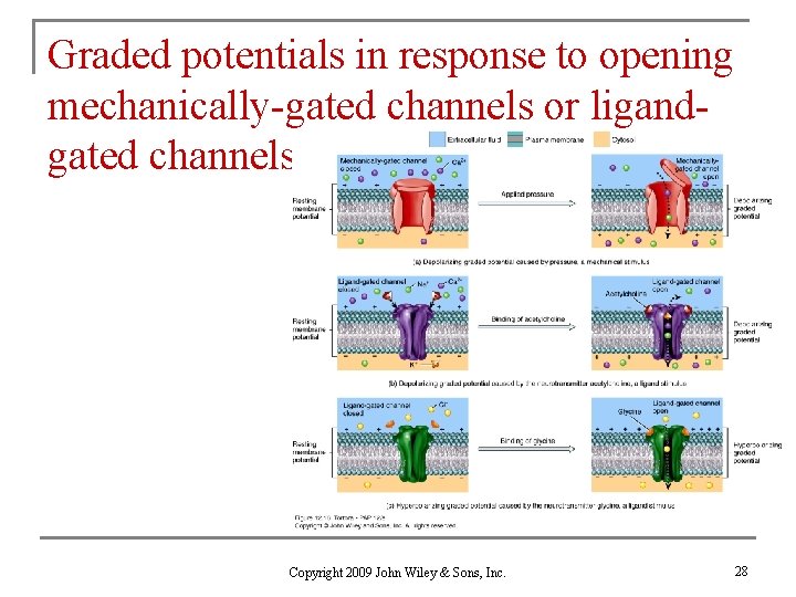 Graded potentials in response to opening mechanically-gated channels or ligandgated channels Copyright 2009 John