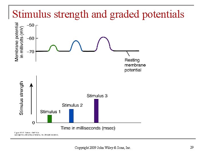 Stimulus strength and graded potentials Copyright 2009 John Wiley & Sons, Inc. 29 