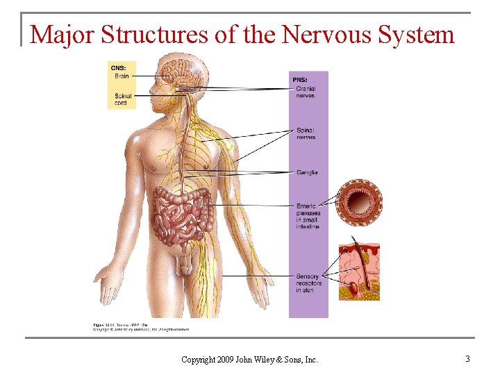 Major Structures of the Nervous System Copyright 2009 John Wiley & Sons, Inc. 3