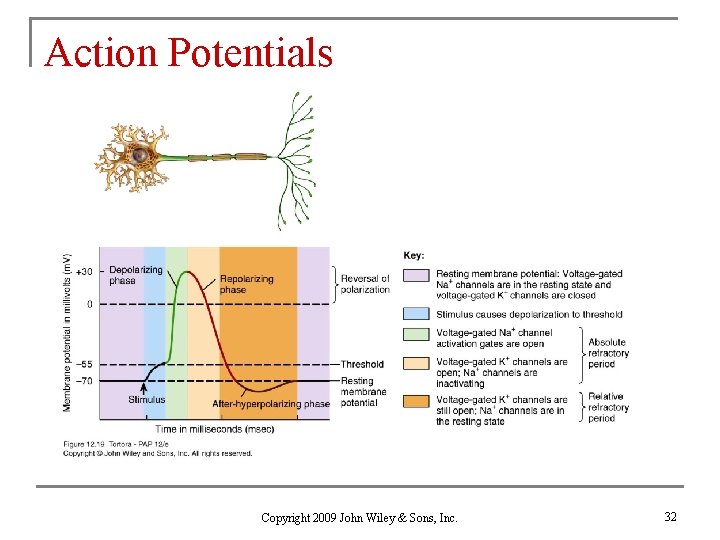 Action Potentials Copyright 2009 John Wiley & Sons, Inc. 32 