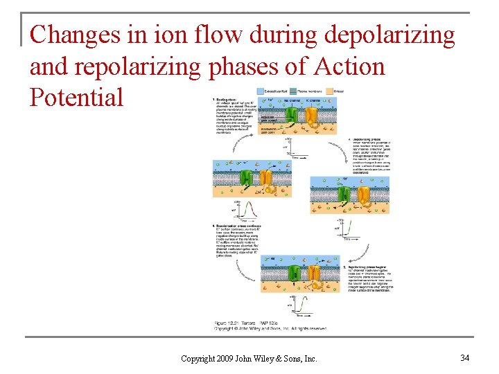 Changes in ion flow during depolarizing and repolarizing phases of Action Potential Copyright 2009