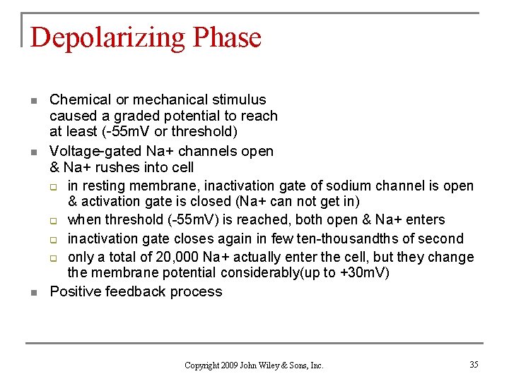 Depolarizing Phase n n n Chemical or mechanical stimulus caused a graded potential to