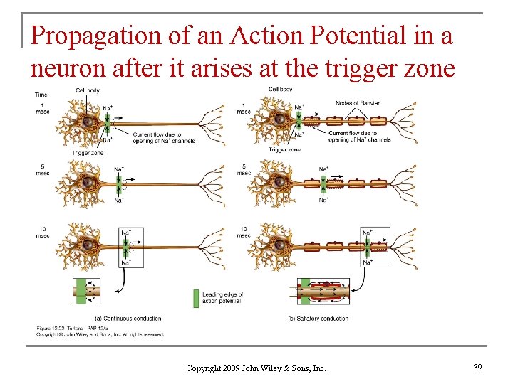 Propagation of an Action Potential in a neuron after it arises at the trigger