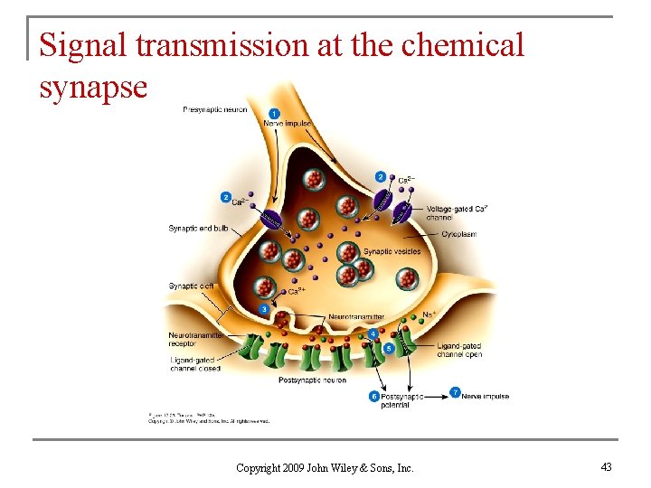 Signal transmission at the chemical synapse Copyright 2009 John Wiley & Sons, Inc. 43