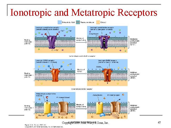 Ionotropic and Metatropic Receptors Copyright 2009 John Wiley & Sons, Inc. 47 