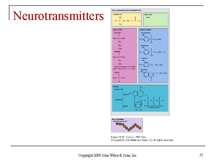 Neurotransmitters Copyright 2009 John Wiley & Sons, Inc. 55 