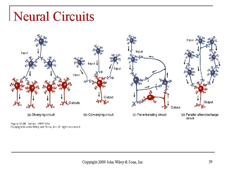 Neural Circuits Copyright 2009 John Wiley & Sons, Inc. 59 