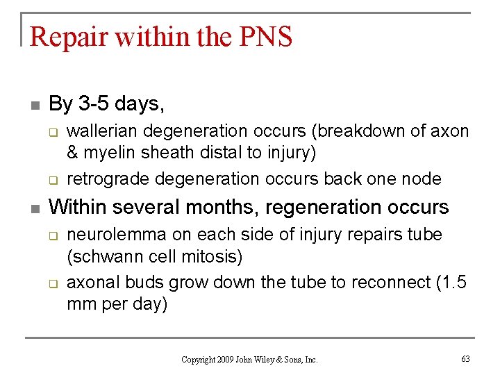 Repair within the PNS n By 3 -5 days, q q n wallerian degeneration