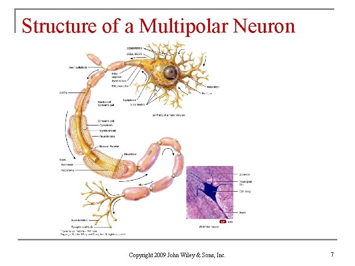 Structure of a Multipolar Neuron Copyright 2009 John Wiley & Sons, Inc. 7 
