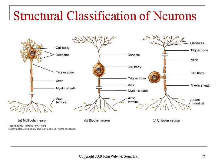 Structural Classification of Neurons Copyright 2009 John Wiley & Sons, Inc. 9 