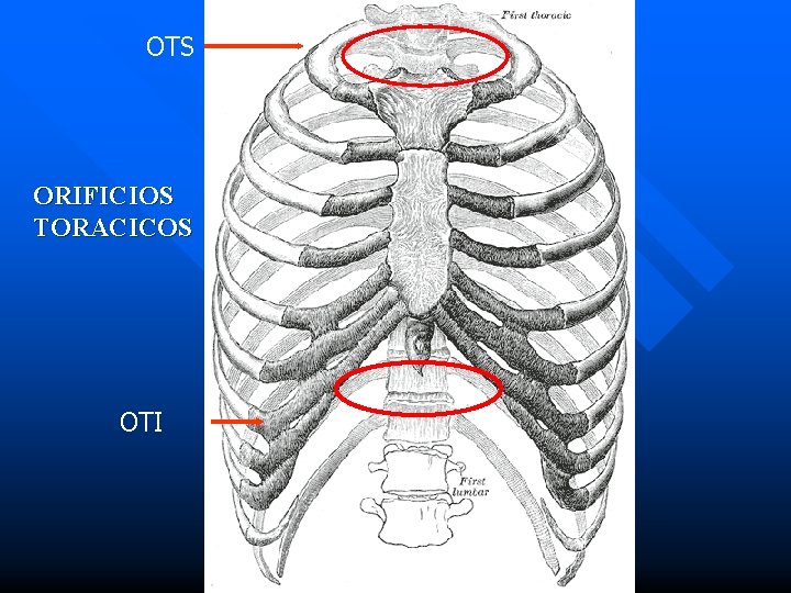 OTS ORIFICIOS TORACICOS OTI 