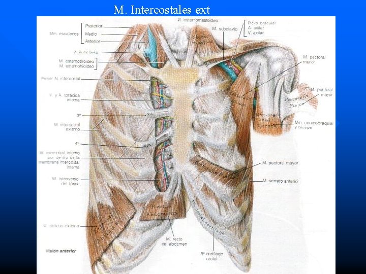 M. Intercostales ext 