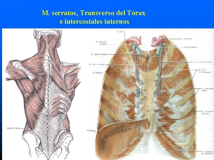 M. serratos, Transverso del Tórax e intercostales internos 