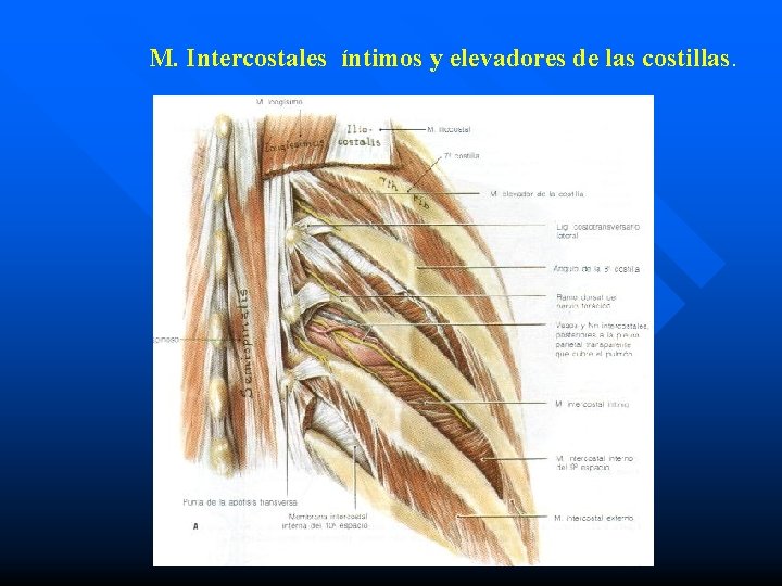 M. Intercostales íntimos y elevadores de las costillas. 