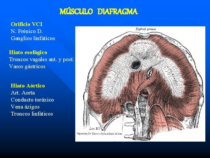 MÚSCULO DIAFRAGMA Orificio VCI N. Frénico D. Ganglios linfáticos Hiato esofágico Troncos vagales ant.