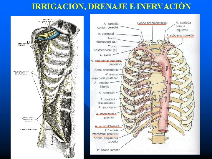 IRRIGACIÓN, DRENAJE E INERVACIÓN T 1 A T 11 