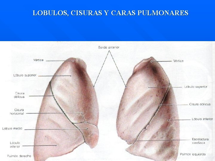 LOBULOS, CISURAS Y CARAS PULMONARES 