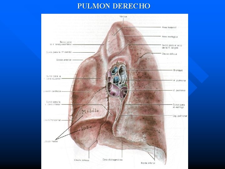 PULMON DERECHO 