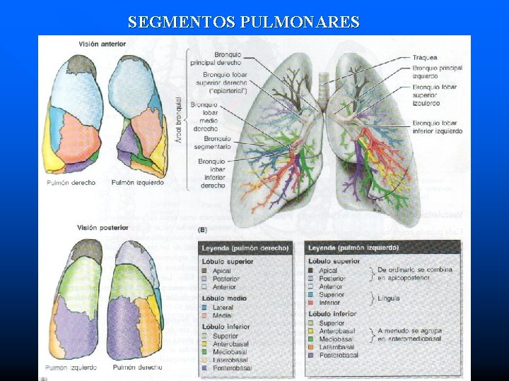 SEGMENTOS PULMONARES 