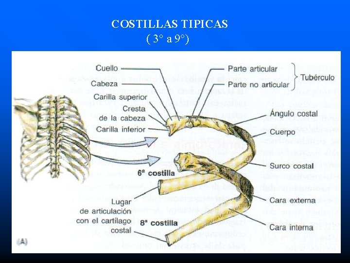COSTILLAS TIPICAS ( 3° a 9°) 